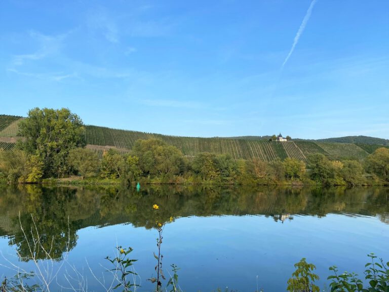 Wine tourism in Leiwen at the Mosel river in Germany